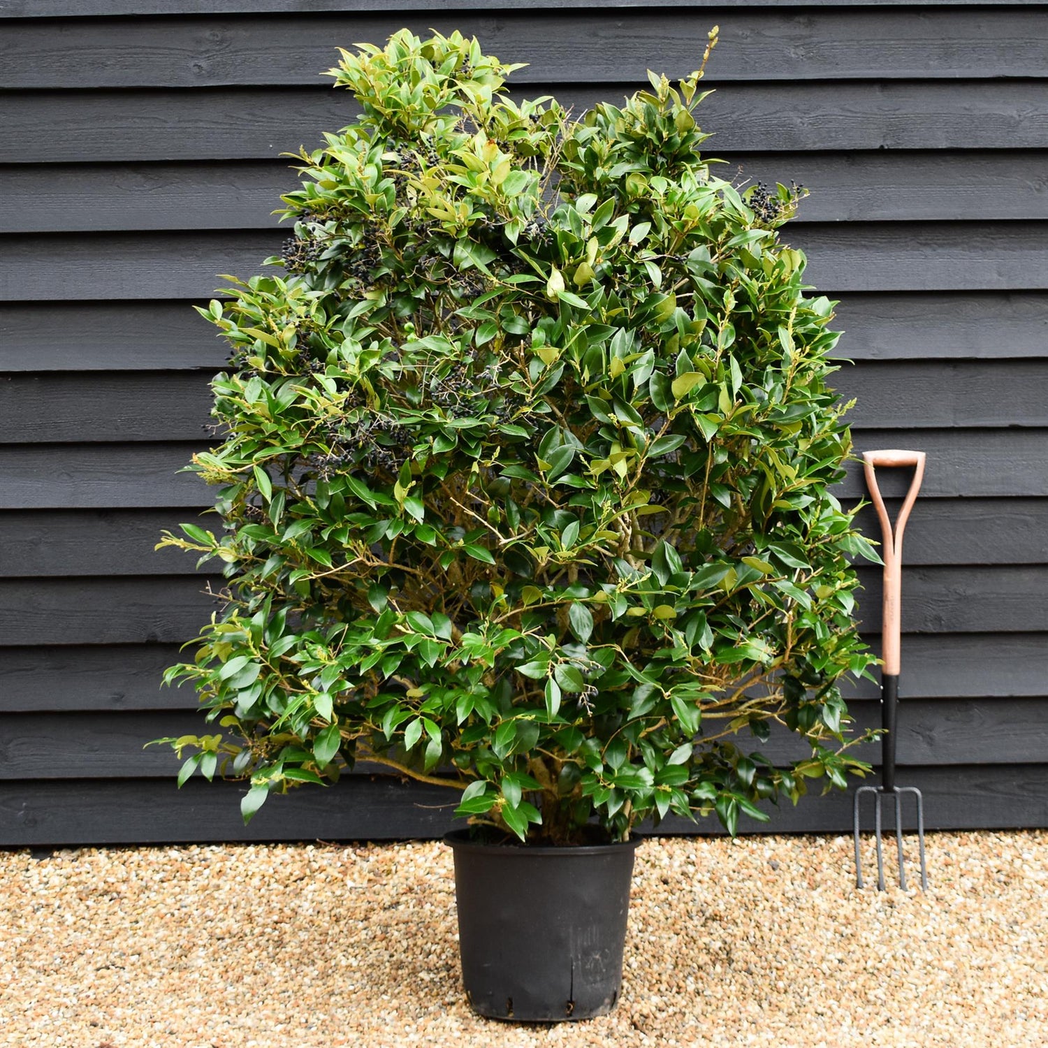 Ligustrum japonicum Texanum - Bushy - Height - 140-160cm - 25lt