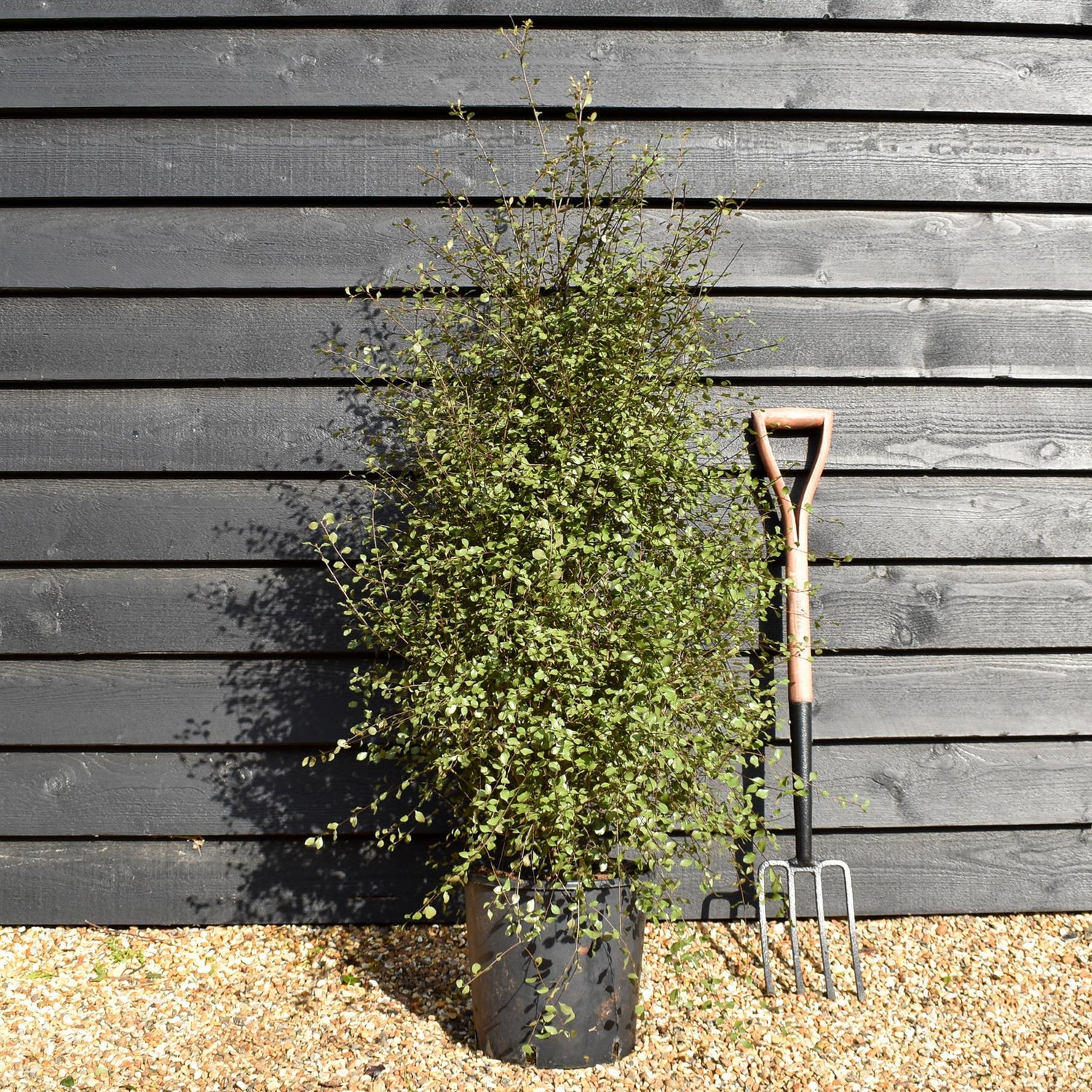 Pittosporum 'Silver Sheen' - Height 90-120cm -12lt
