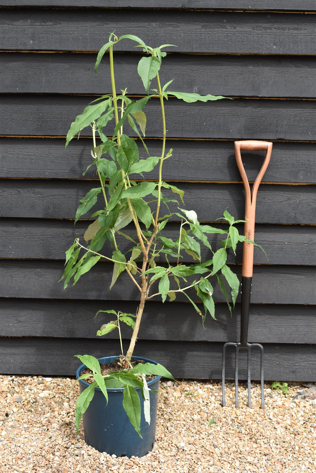 Buddleja White Profusion | Butterfly Bush - 40-60cm, 10lt