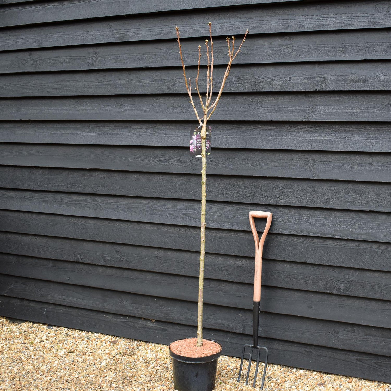Prunus Kanzan | Cherry Kanzan - Clear Stem 120cm - Girth 6-8cm - Height 160-200cm - 10lt