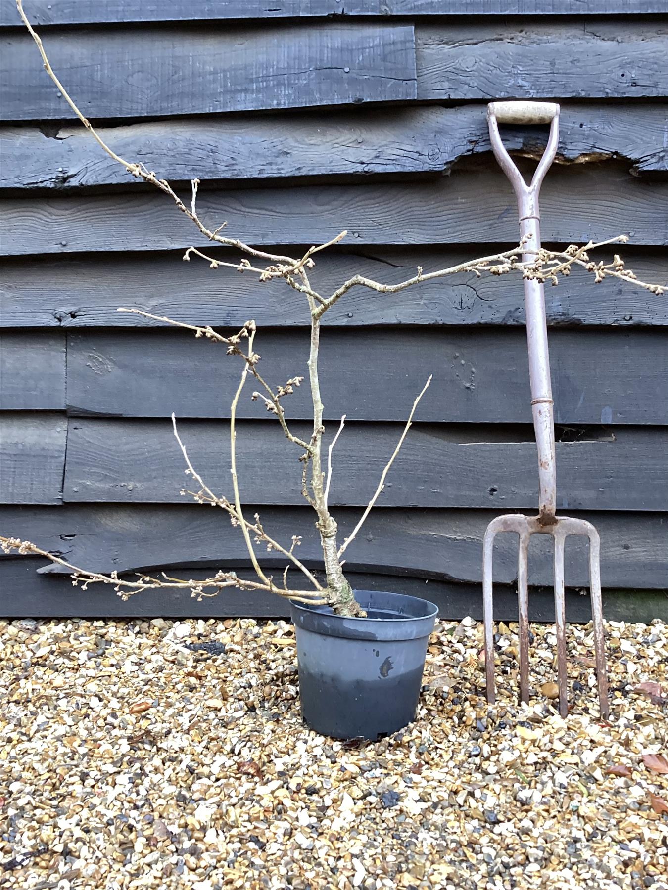 Hamamelis Intermedia 'Diane' - 50-60cm, 5lt