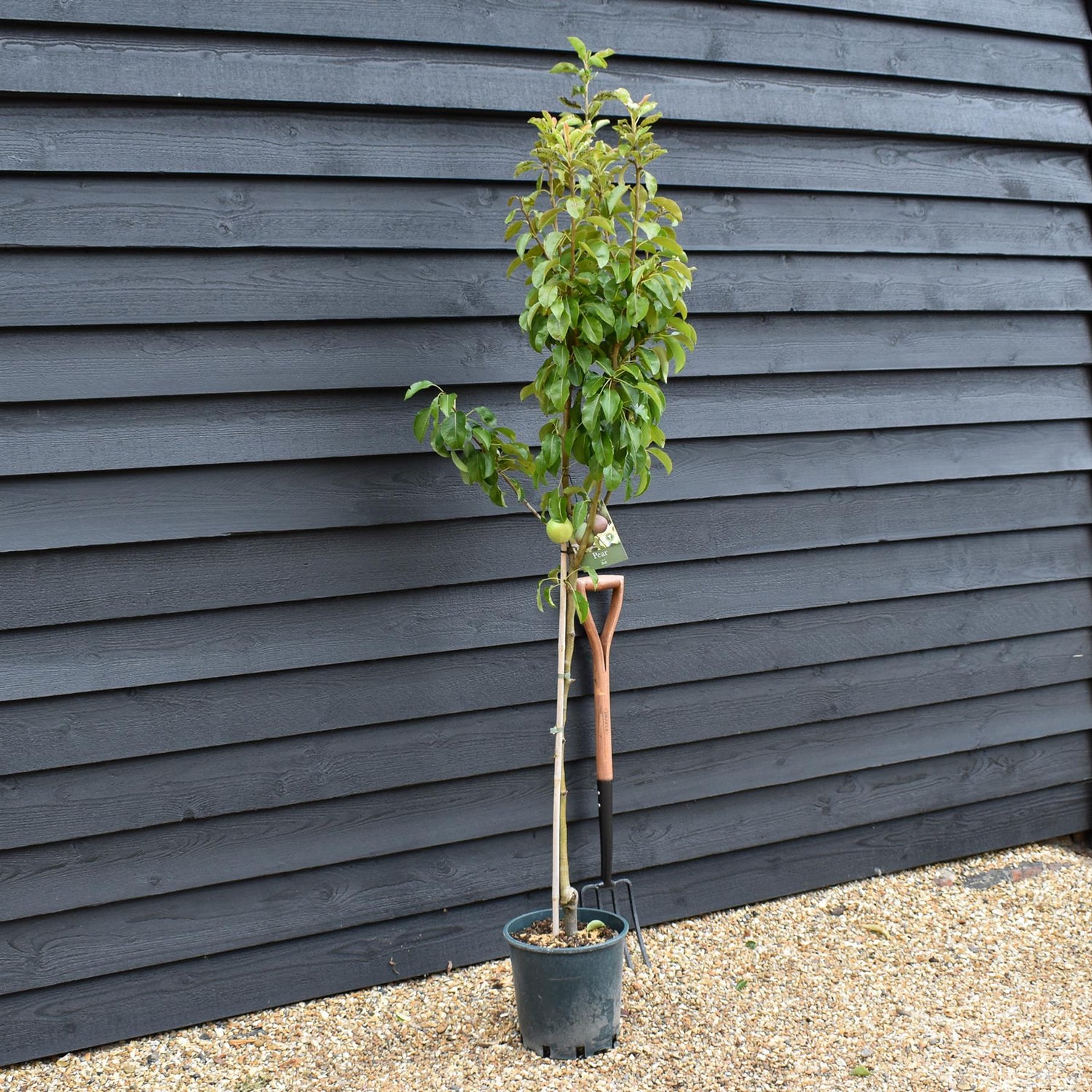 Pear 'Beth' | Pyrus communis - 160-170cm - 12lt