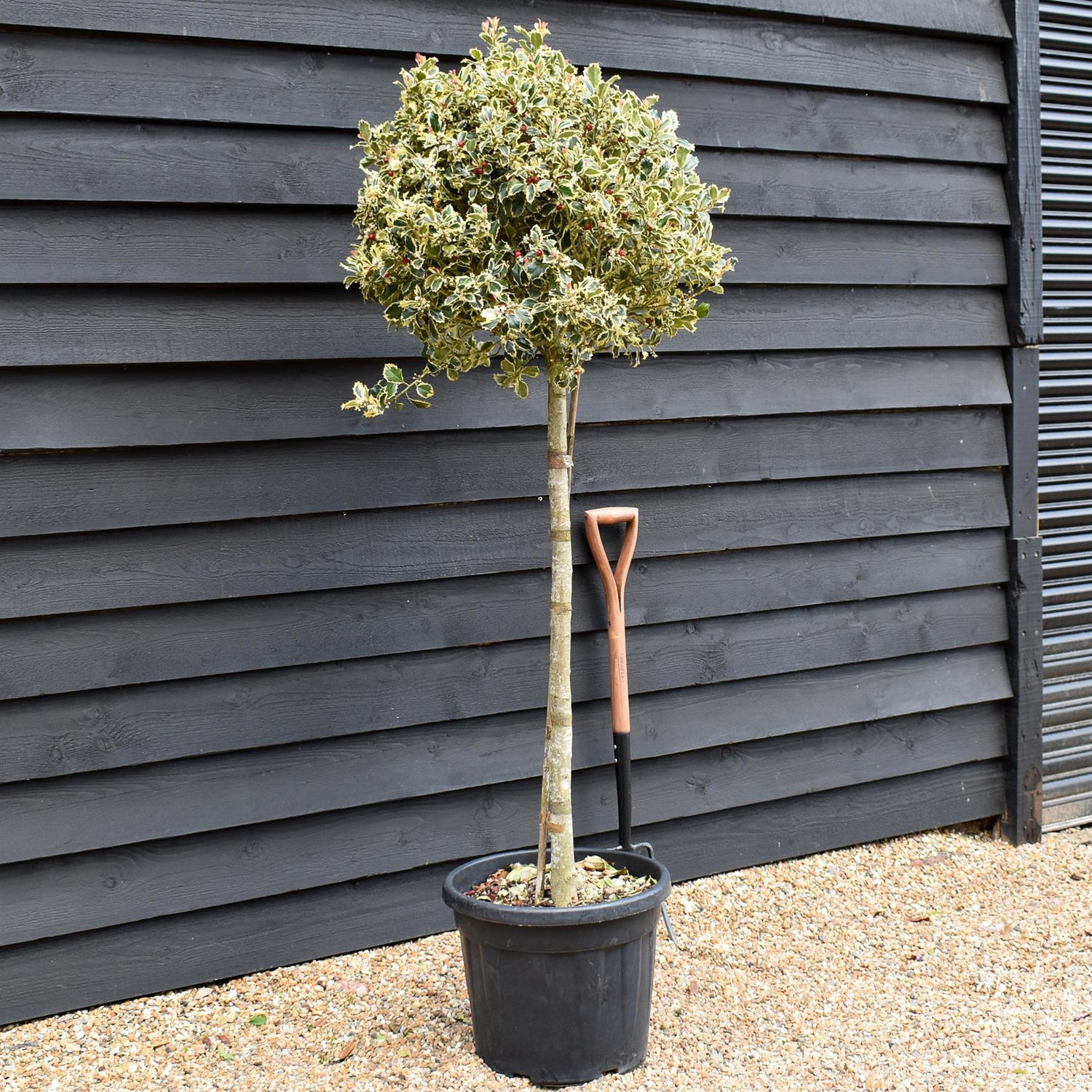 Ilex Aquifolium 'Argentea Marginata' | Silver-Margined Holly -  - Stem 90cm - Height 140-150cm - 45lt