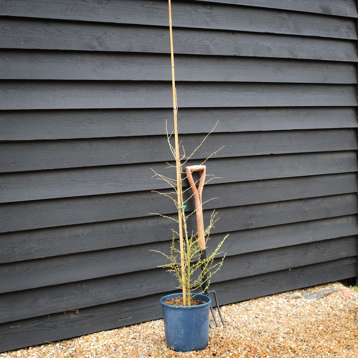 Larix decidua - European Larch - Height 90-120cm - 12lt