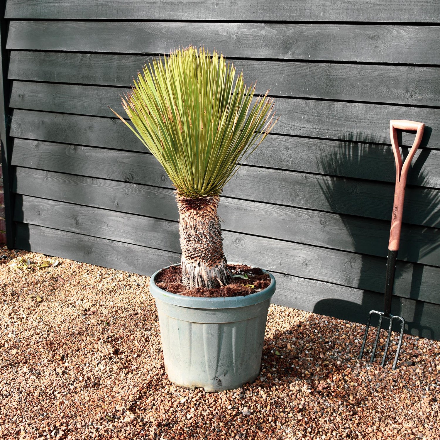 Yucca rostrata - Clear Stem 40-50cm - Height 100-110cm - 20lt
