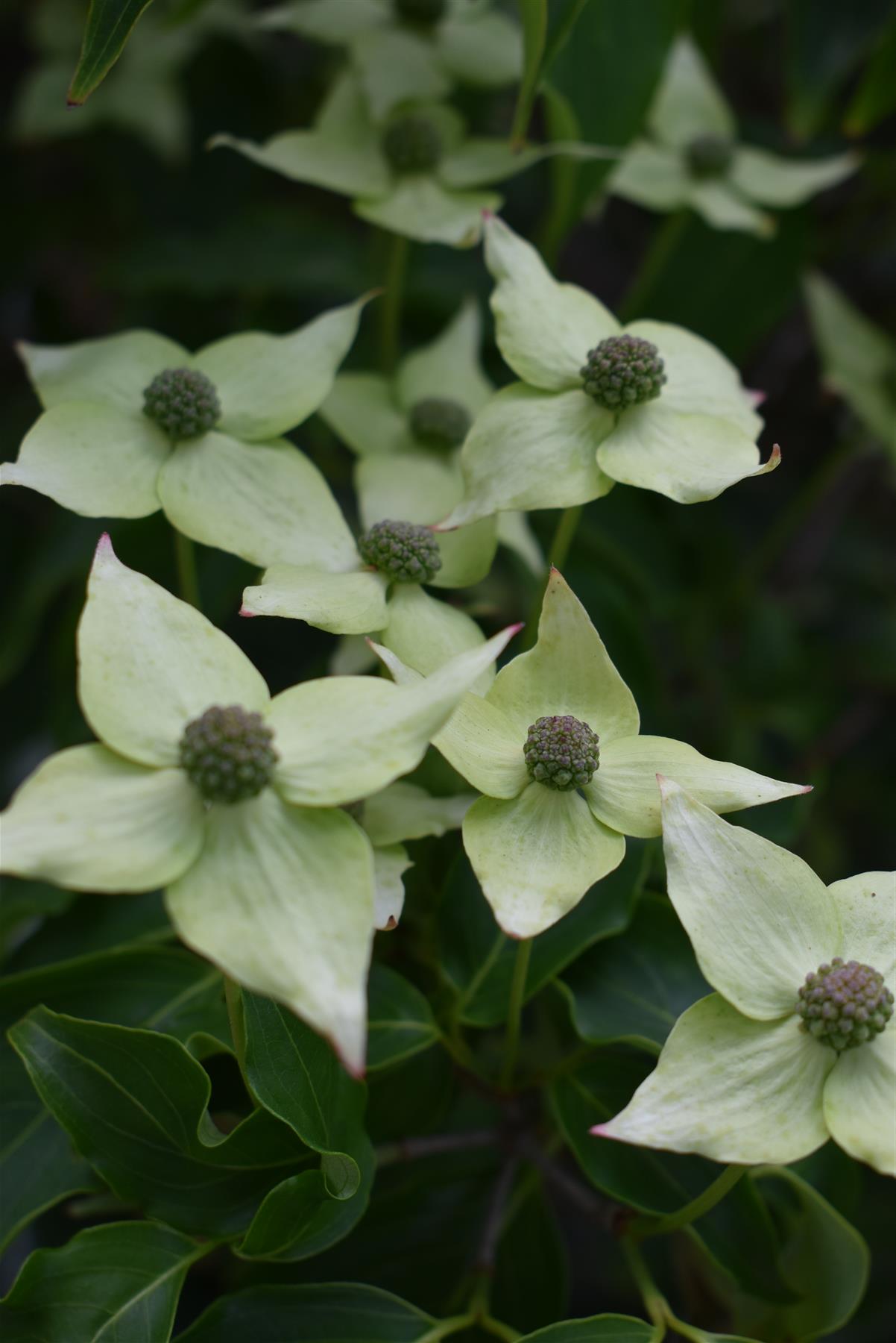 Cornus kousa 'Milky Way' | Dogwood - Bush - Large Shrub - Height 160-180cm - 90lt