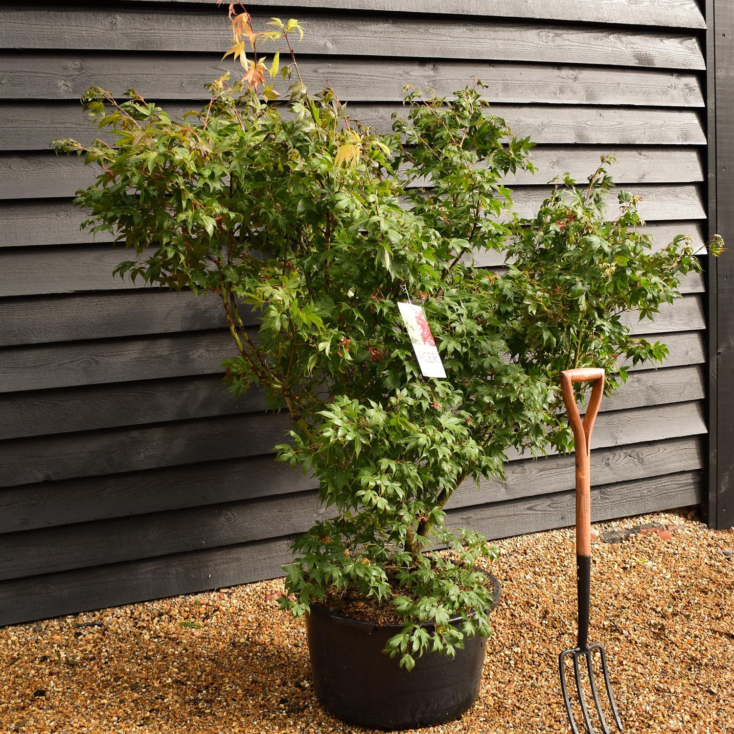 Osakazuki Japanese maple | Acer palmatum 'Osakazuki' |   -  Height 150-160cm - Width 150-200cm - 65lt