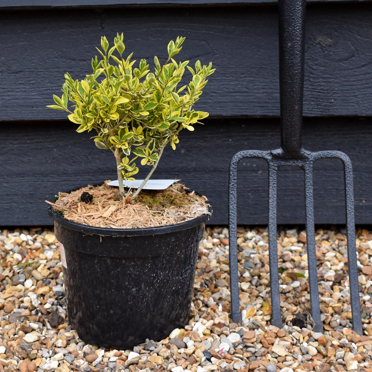 Ligustrum ovalifolium Argenteum - Height 15-25cm - 2lt