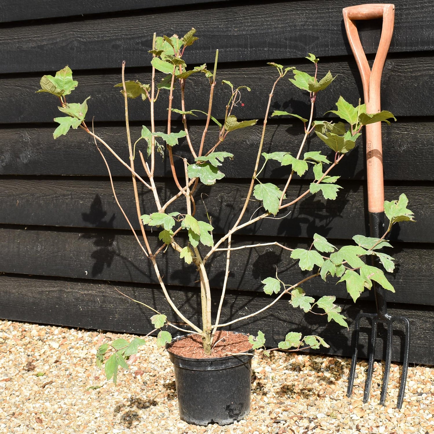 Viburnum Opulus | Snowball Bush - Height 80-100cm -10lt