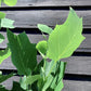 Liriodendron tulipifera 'Fastigiatum' | Tulip Tree 'Fastigiatum' - 200-210cm, 25lt