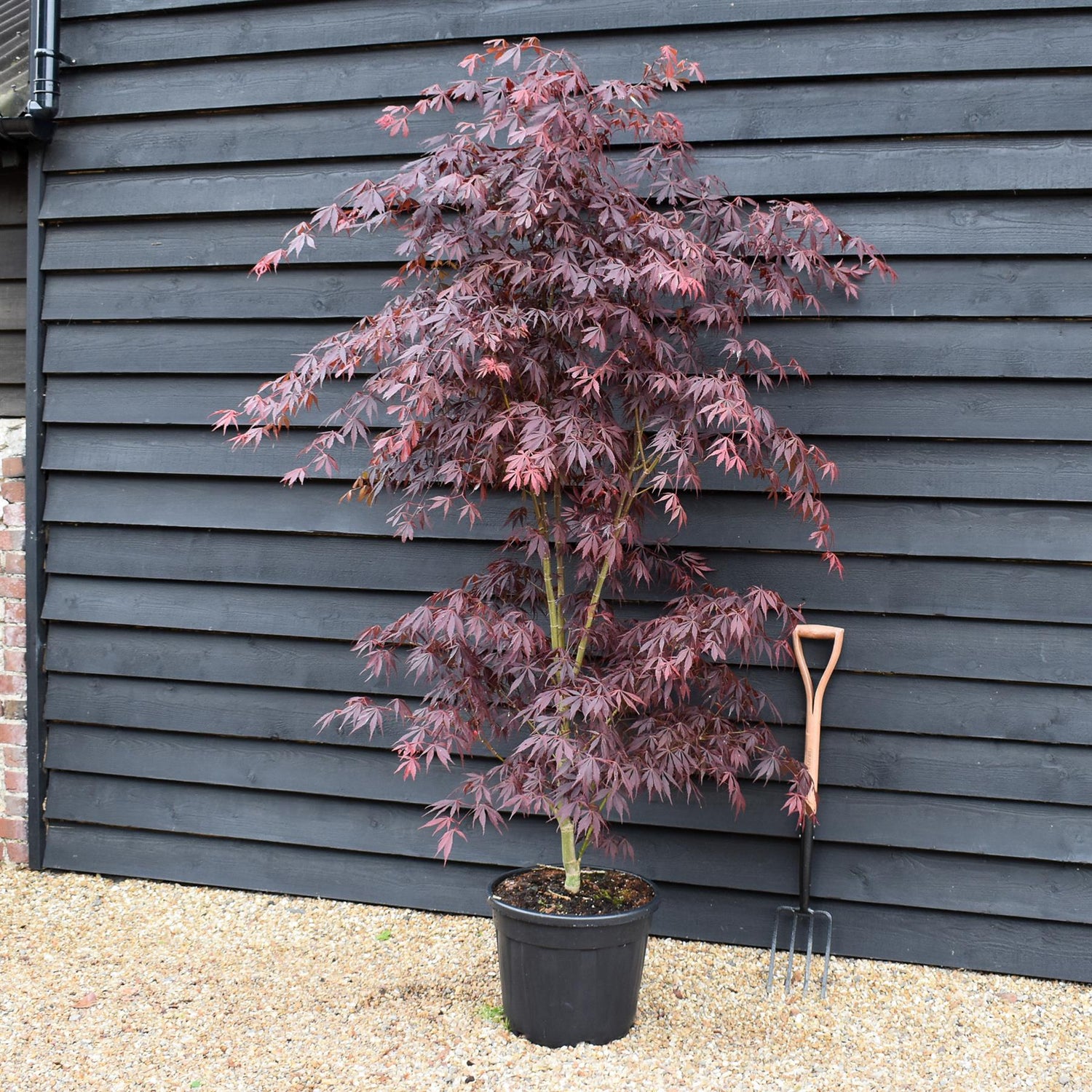 Japanese maple 'Sumi-nagashi' | Acer palmatum  Acer palmatum 'Sumi-nagashi' - Bushy - Height 180-220cm - 35lt