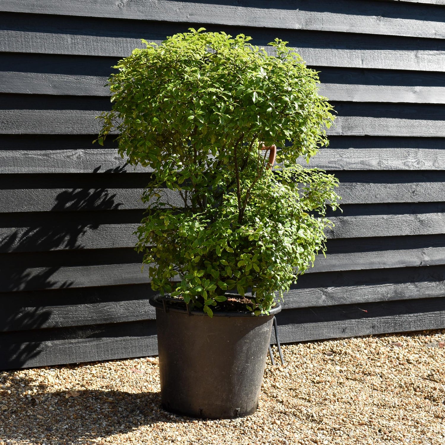 Pittosporum tenuifolium 'Golf Ball' - Height 100cm - 50lt