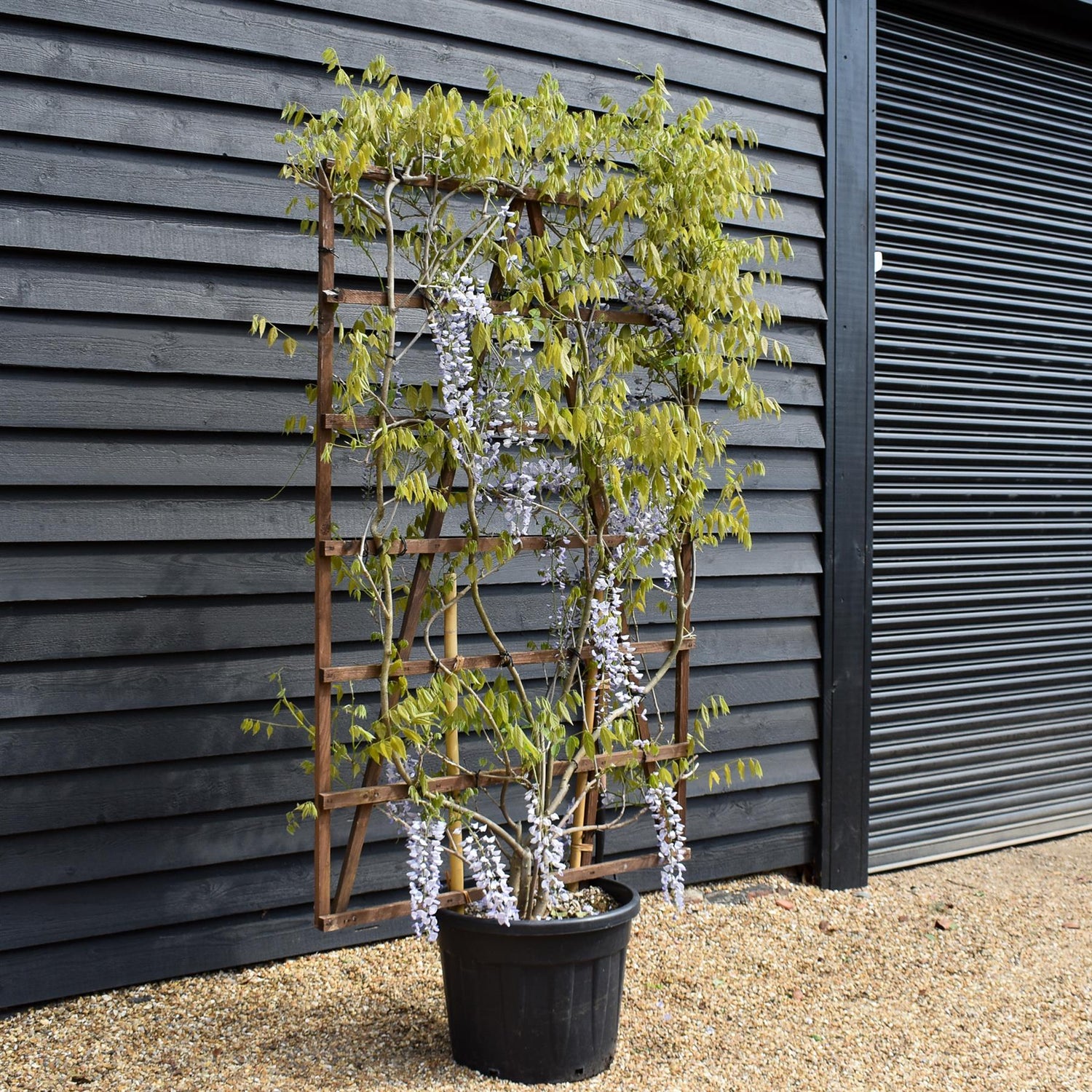 Wisteria sinensis 'Prolific' | Chinese Wisteria Purple - Frame (H) 180cm x (W) 120cm - Height 180cm -70lt