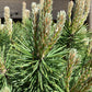 Pinus Mugo 'Mops' | Dwarf mountain pine - 55-65cm - 20lt