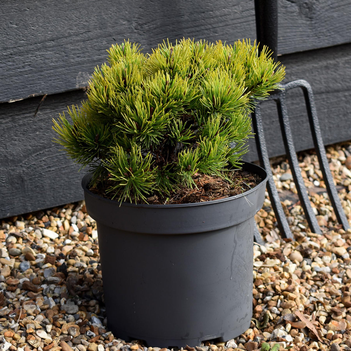Pinus mugo 'Ophir' - Height 15-20cm - Width 20-30cm - 5lt