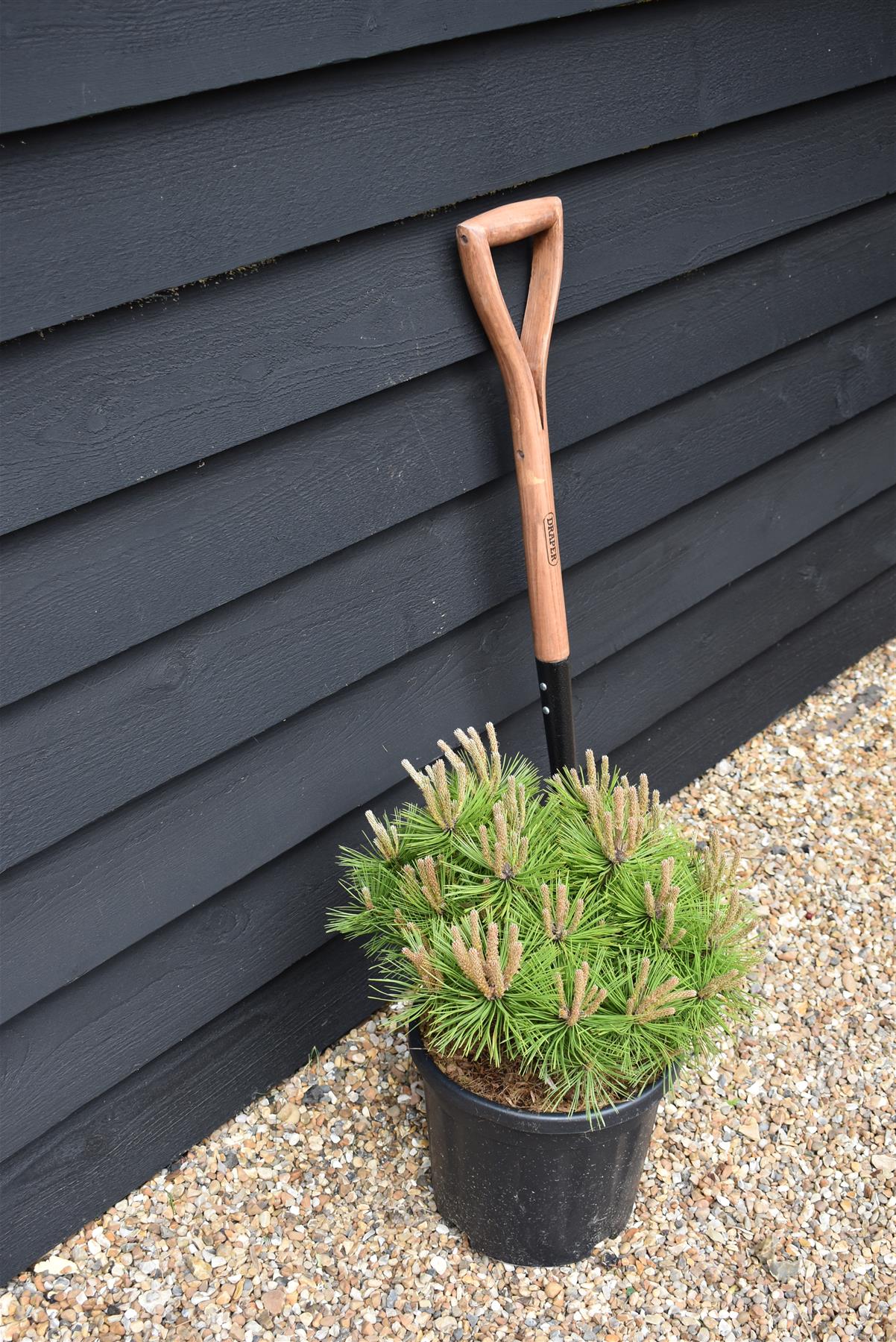 Pinus densiflora 'Low Glow' | Japanese red pine 'Low Glow' - Height 30cm - Width 50cm - 10lt
