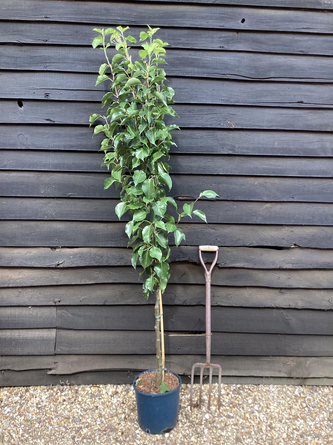 Pyrus calleryana 'Chanticleer' | Callery Pear - Height 180-220cm - 12lt