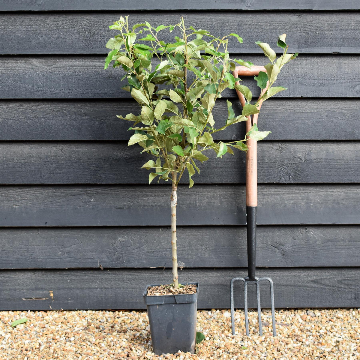 Apple tree 'Elstar' | Malus Domestica - Patio Rootstock - Height 80-100cm - 7lt