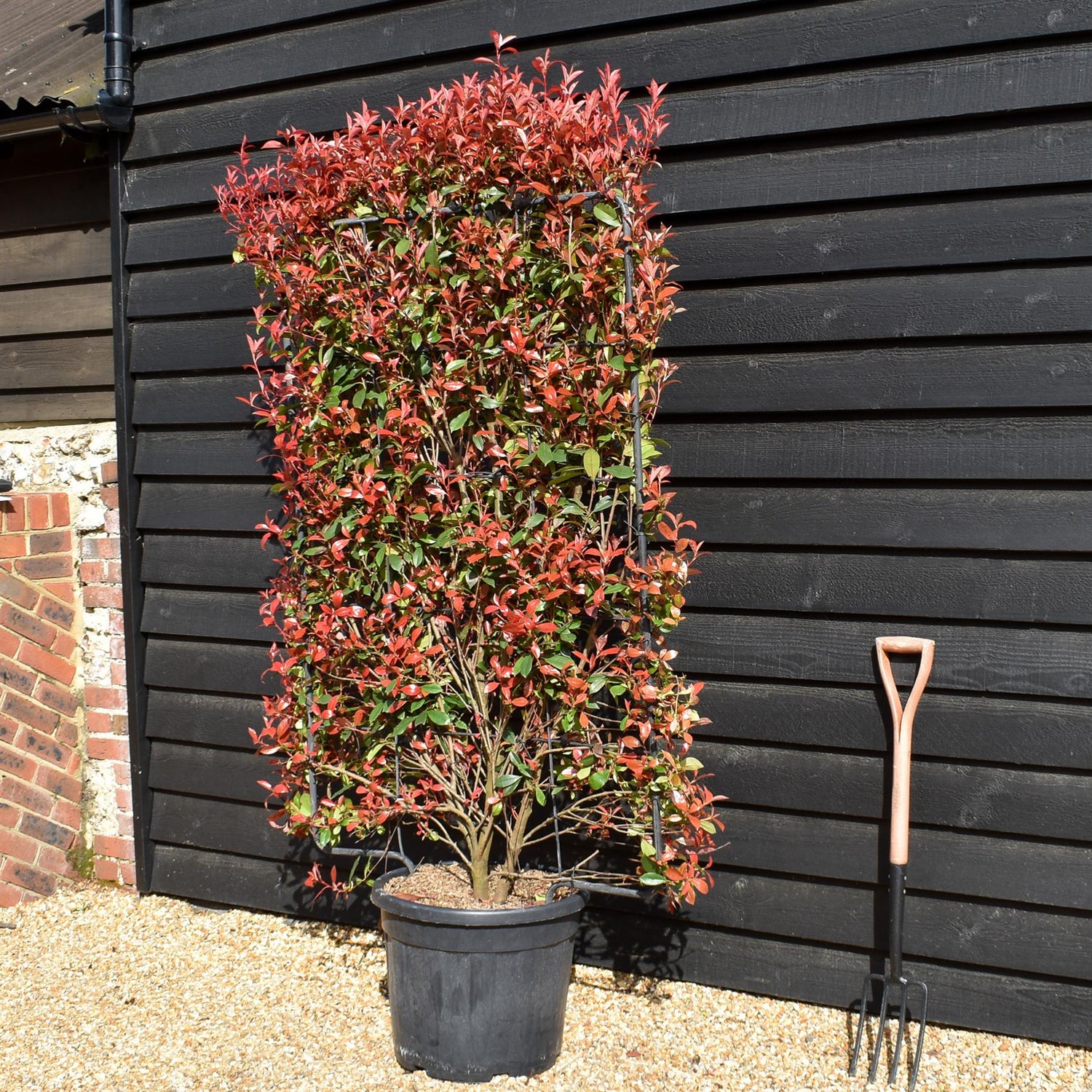 Photinia x fraseri Red Robin - Compacta -Metal Frame/Espalier 150cm x 100cm - Height 180cm - 55lt