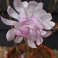 Magnolia Susan - Clear Stem - 210-225cm - 35lt