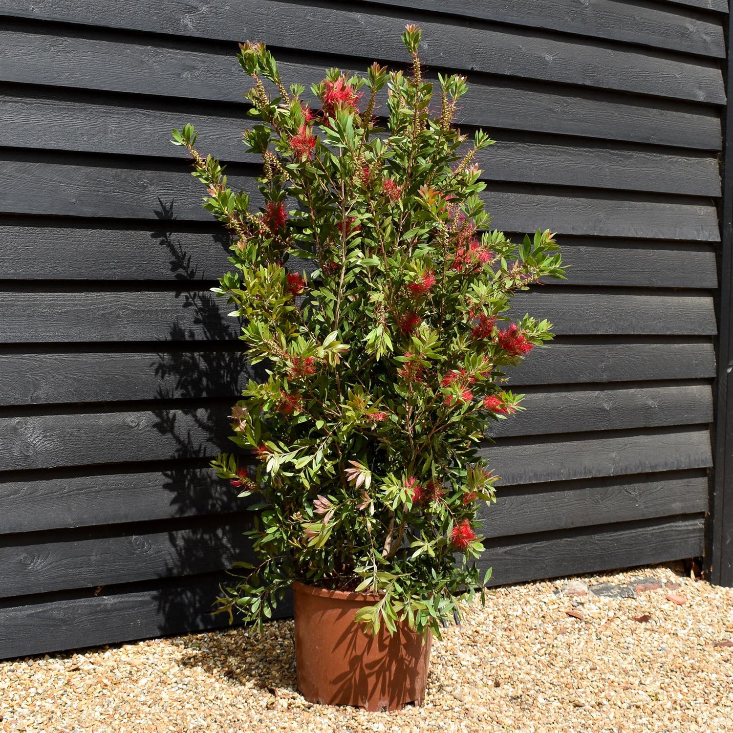 Callistemon Laevis | Bottlebrush - Shrub - Height 130-150cm - 35lt