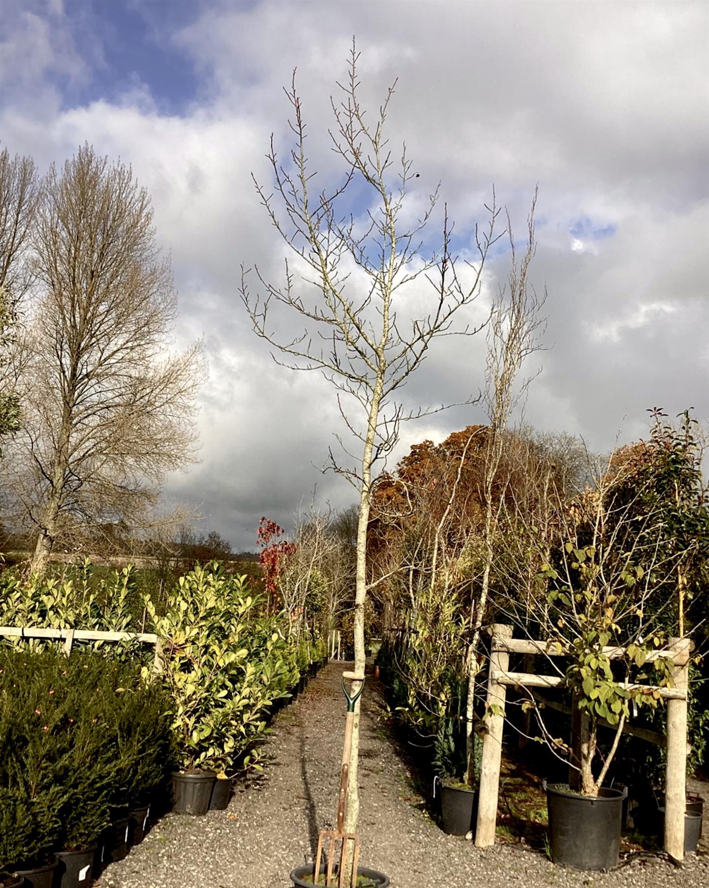 Liquidambar styraciflua 'Albomarginata' | Sweet Gum 'Silver King' - 90lt