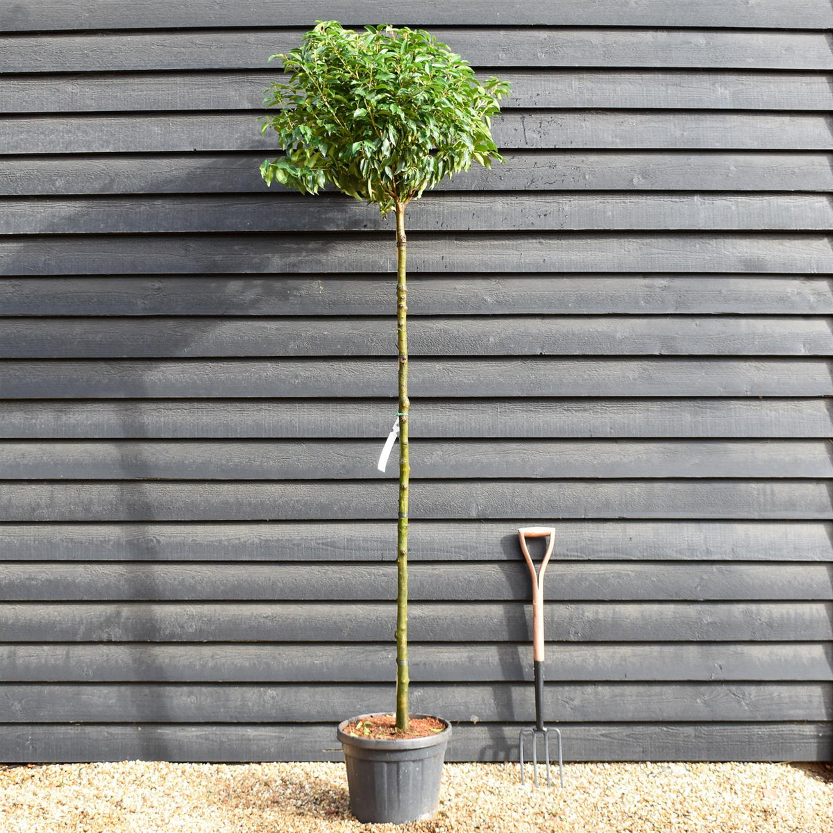 Prunus lusitanica 'Angustifolia' | Portugeuse Laurel - Clear Stem - 180cm - Height 220-240cm - Girth 10-12cm - 25lt