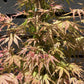 Acer palmatum 'Phoenix' | Japanese maple 'Phoenix' - Narrow - 160-180cm - 20lt