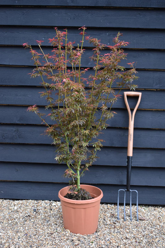 Acer palmatum 'Jerre Schwartz' | Japanese maple 'Jerre Schwartz' - Bushy - 110-140cm - 15lt