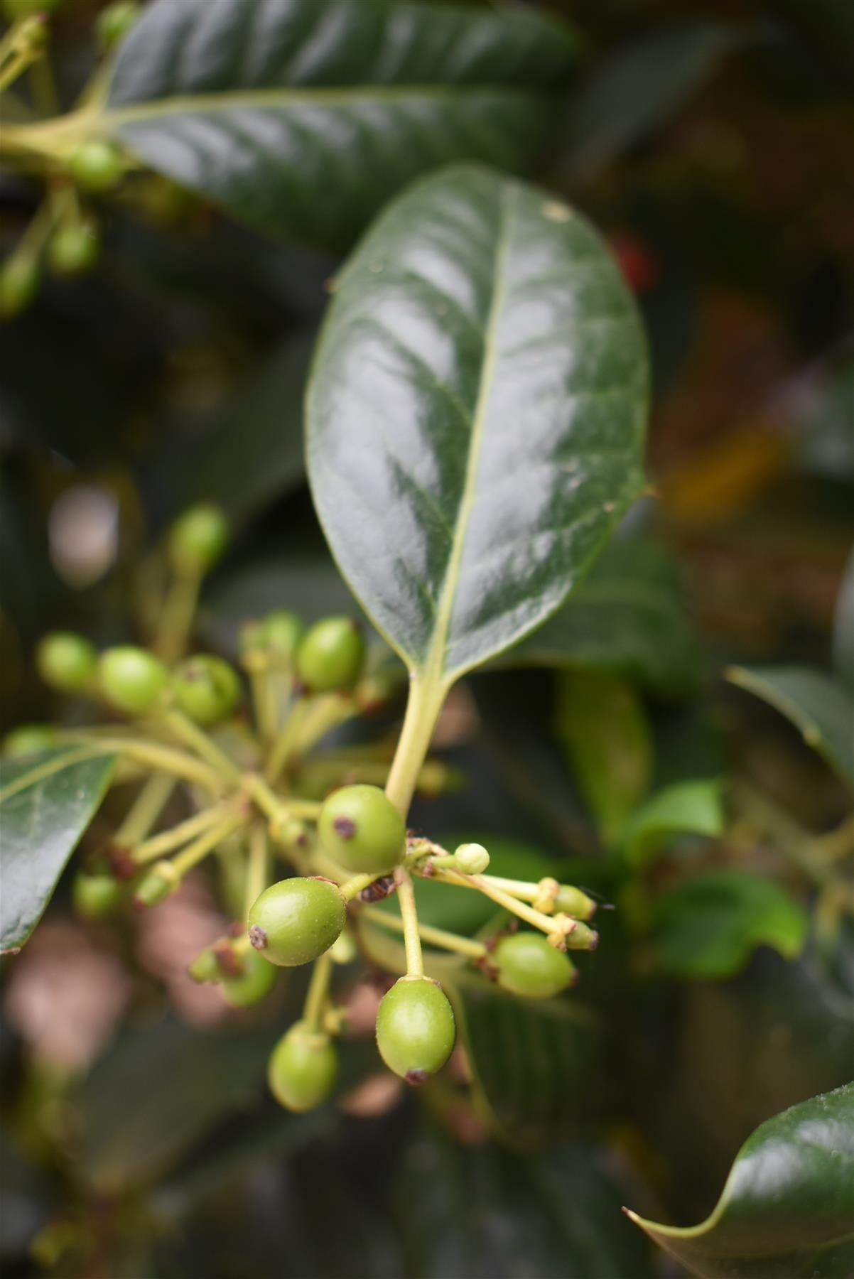 Ilex Nellie R Stevens | Holly 'Nellie R. Stevens' - Clear Stem - 160-180cm - 90lt