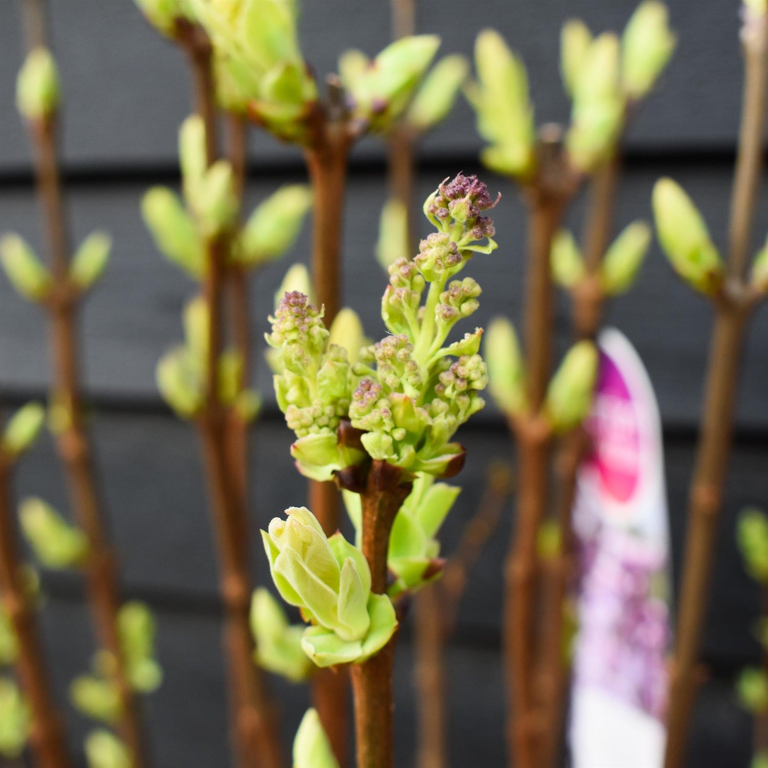 Lilac 'Madame Antoine Buchner' | Syringa vulgaris - Height 80-100cm - 10lt