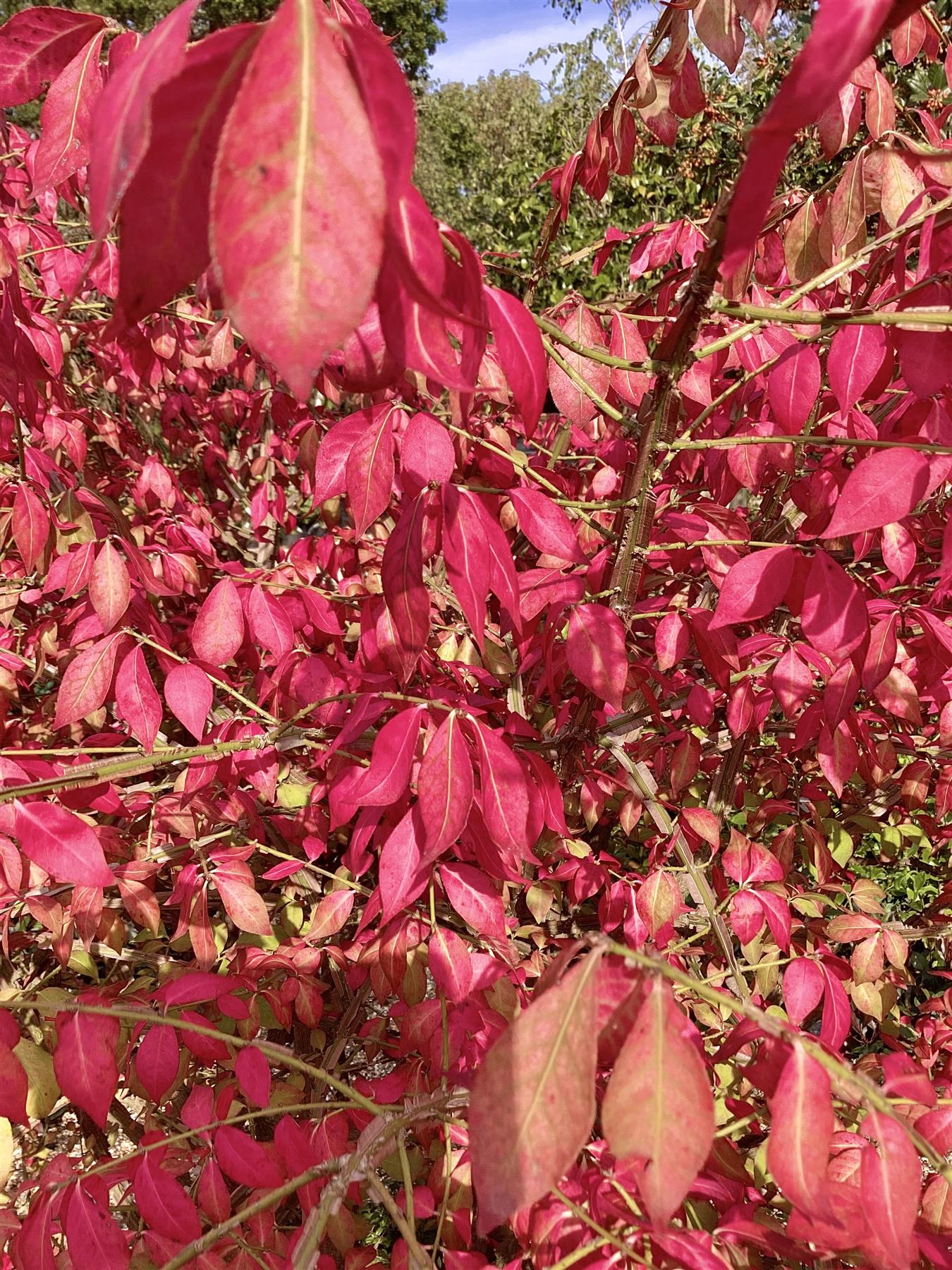 Euonymus alatus Compactus | Winged Spindle Tree - Compact - 120-140cm - 70lt