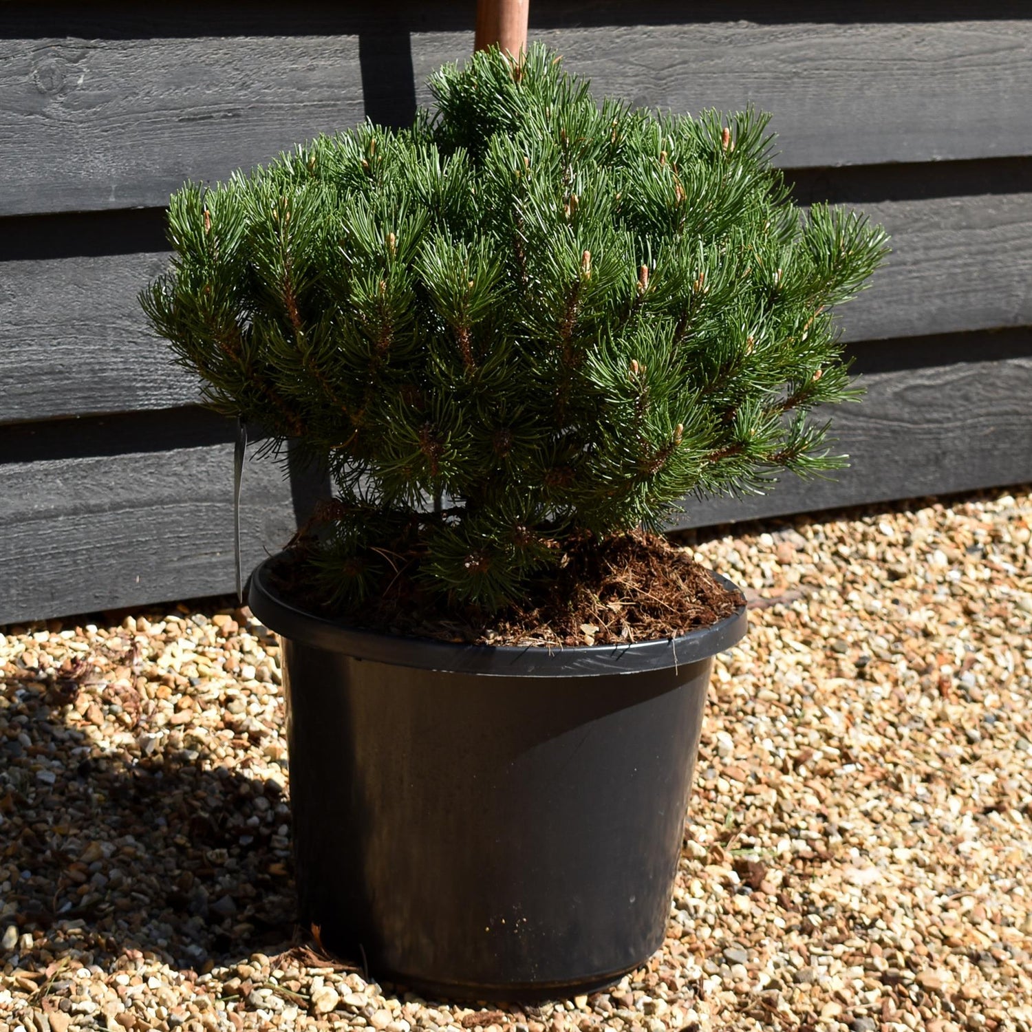 Pinus mugo 'Laurin' | Dwarf mountain pine - Height 30-40cm - 15lt