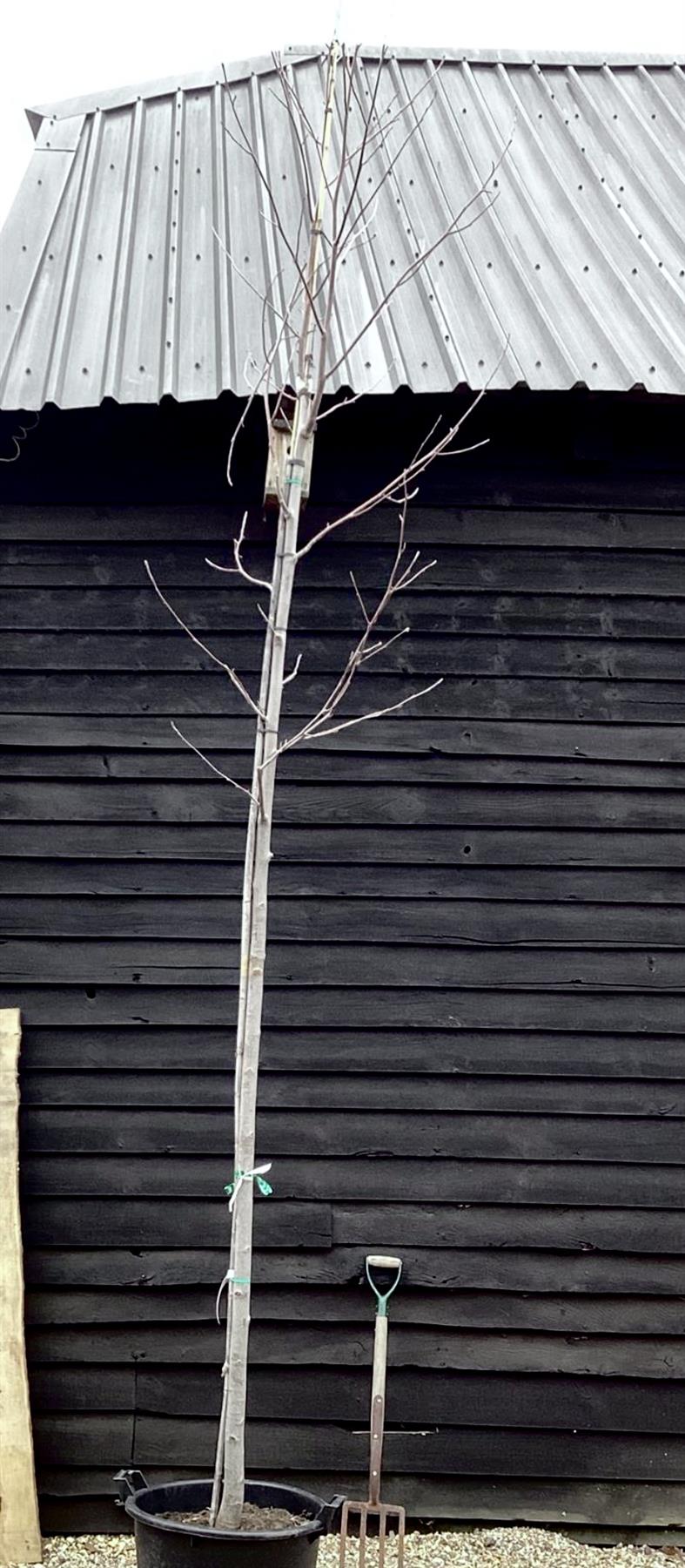 Liriodendron tulipifera | Tulip Tree - Girth 12cm - 400-450cm, 110lt