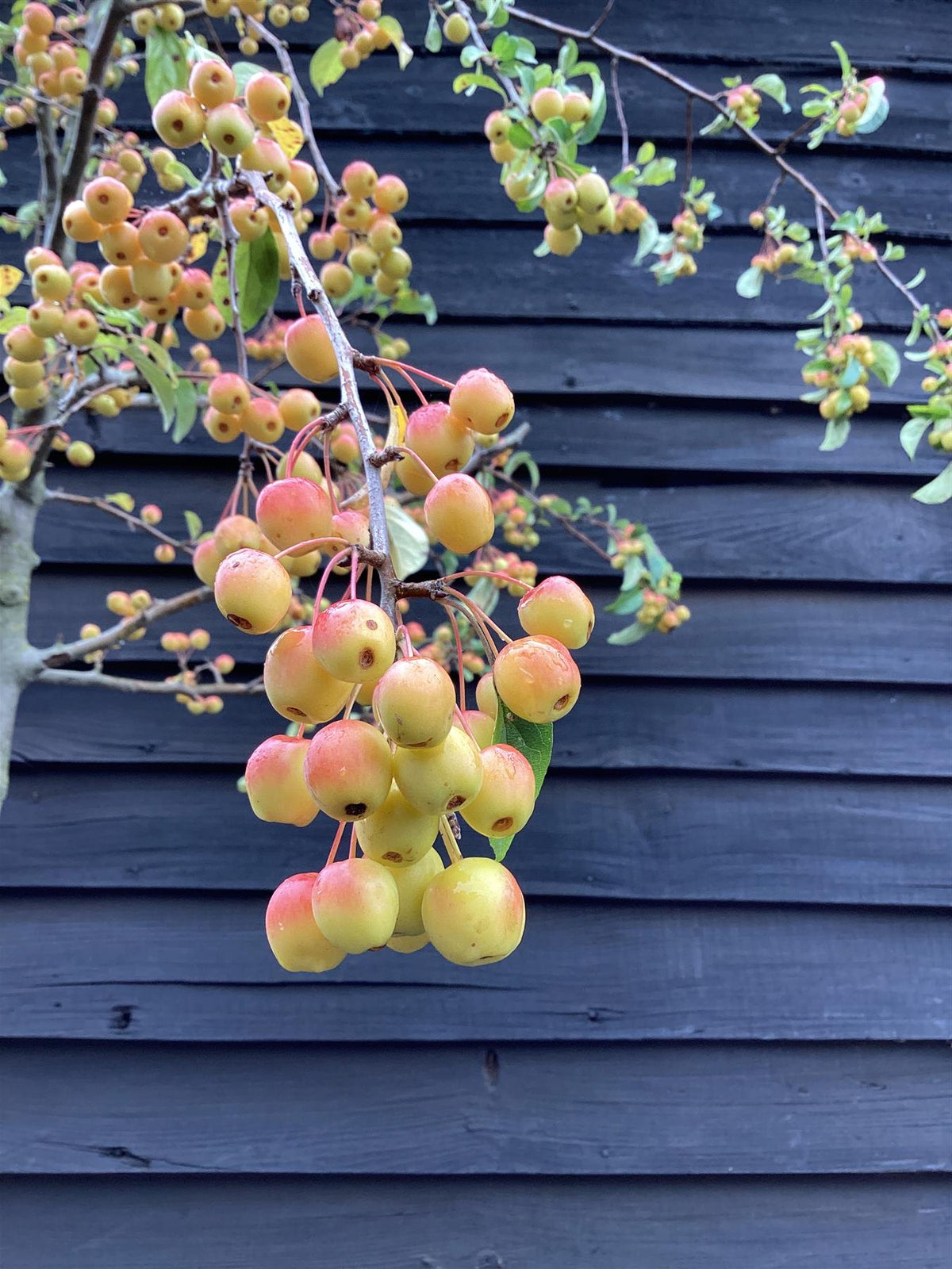 Malus Red Sentinel Crab Apple Tree, Clear Stem - 300-320cm, 50lt
