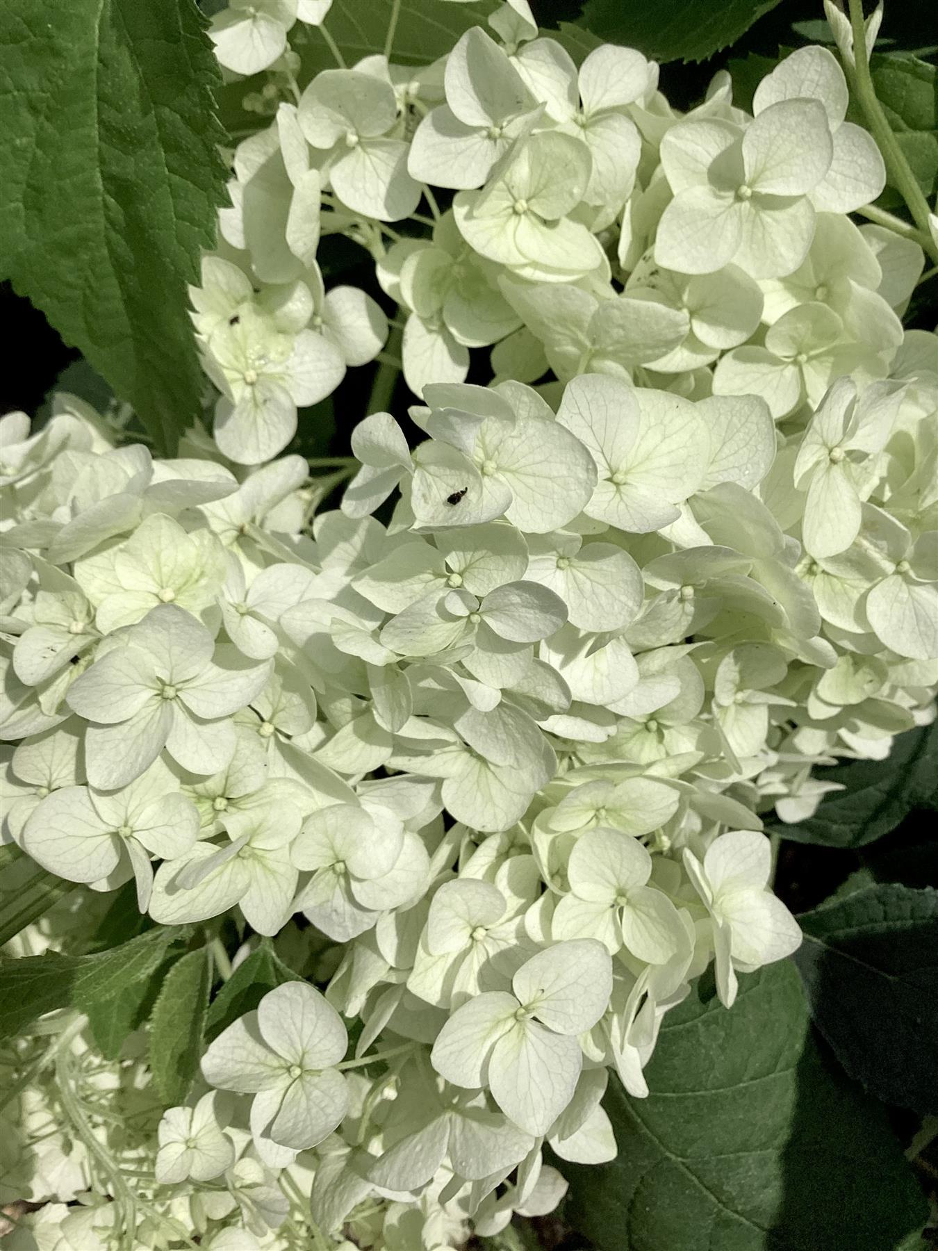Hydrangea arborescens 'Annabelle' - 30/40cm, 3lt