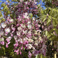 Wisteria sinensis | Chinese wisteria - 350-400cm - 16cm - Clear Stem - 180lt