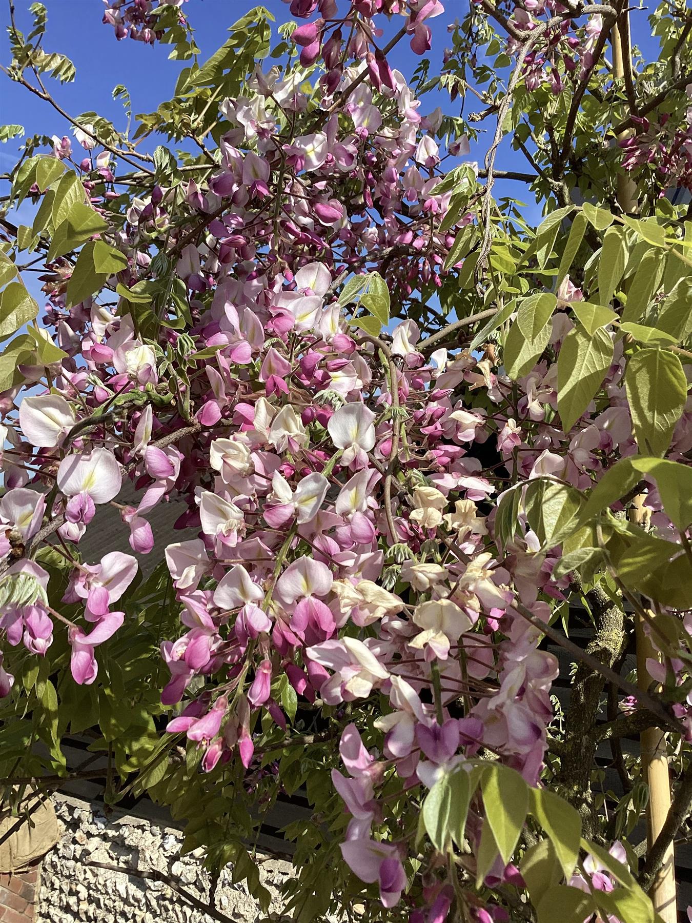 Wisteria sinensis | Chinese wisteria - 350-400cm - 16cm - Clear Stem - 180lt