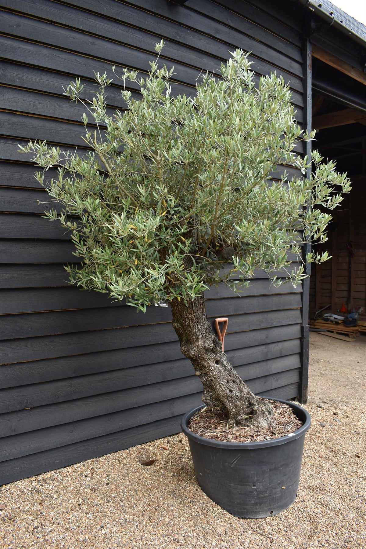 Olive Tree | Olea Europea - Mature Old - Girth 63cm - 225-235cm, 160lt