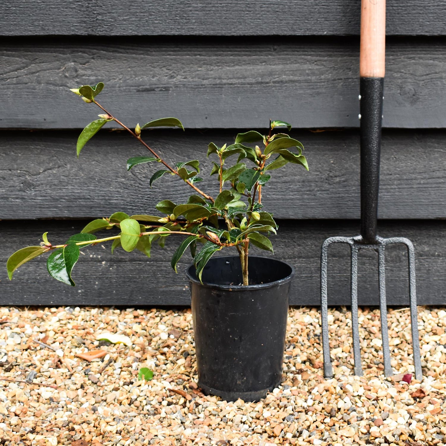 Camellia x williamsii 'Donation' - 3lt