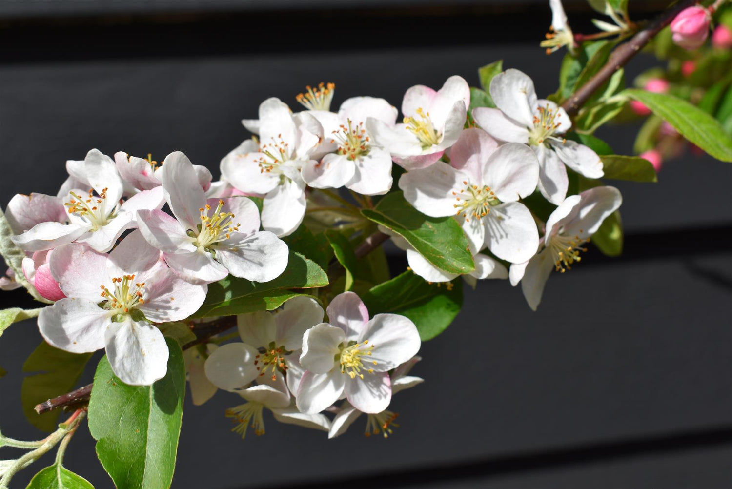 Crab apple | Malus 'Butterball'  - 220-240cm - 20lt