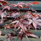 Acer palmatum 'Bloodgood' | Bloodgood Japanese Maple - 100-150cm, 5lt