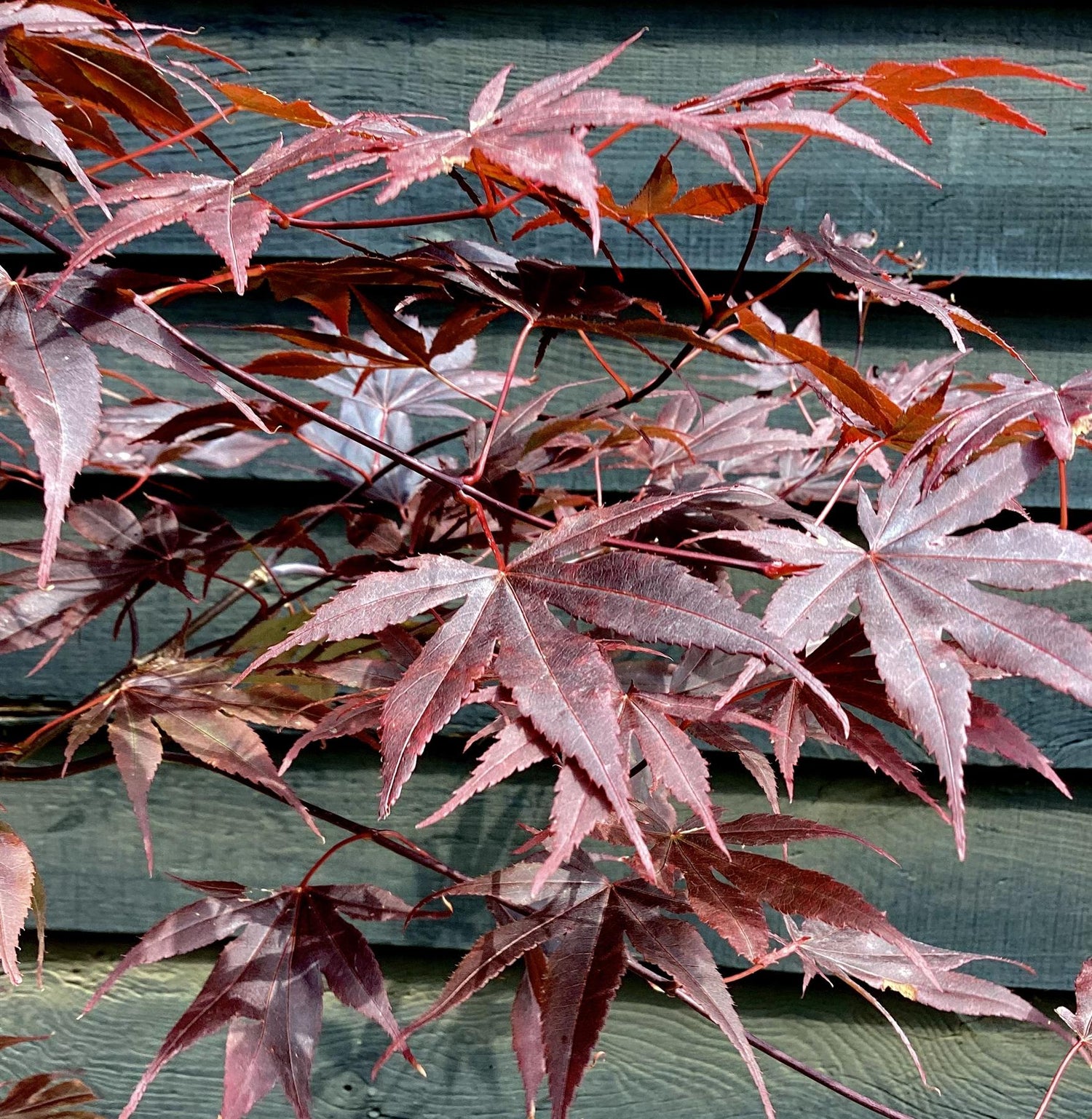 Acer palmatum 'Bloodgood' | Bloodgood Japanese Maple - 100-150cm, 5lt