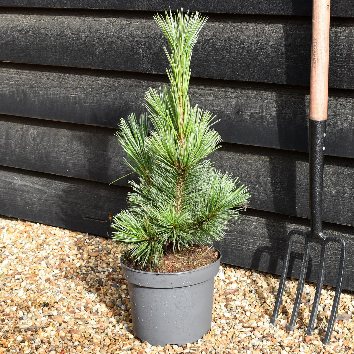 Pinus cembra Glauca | Arolla pine - Height 45-55cm - 5lt