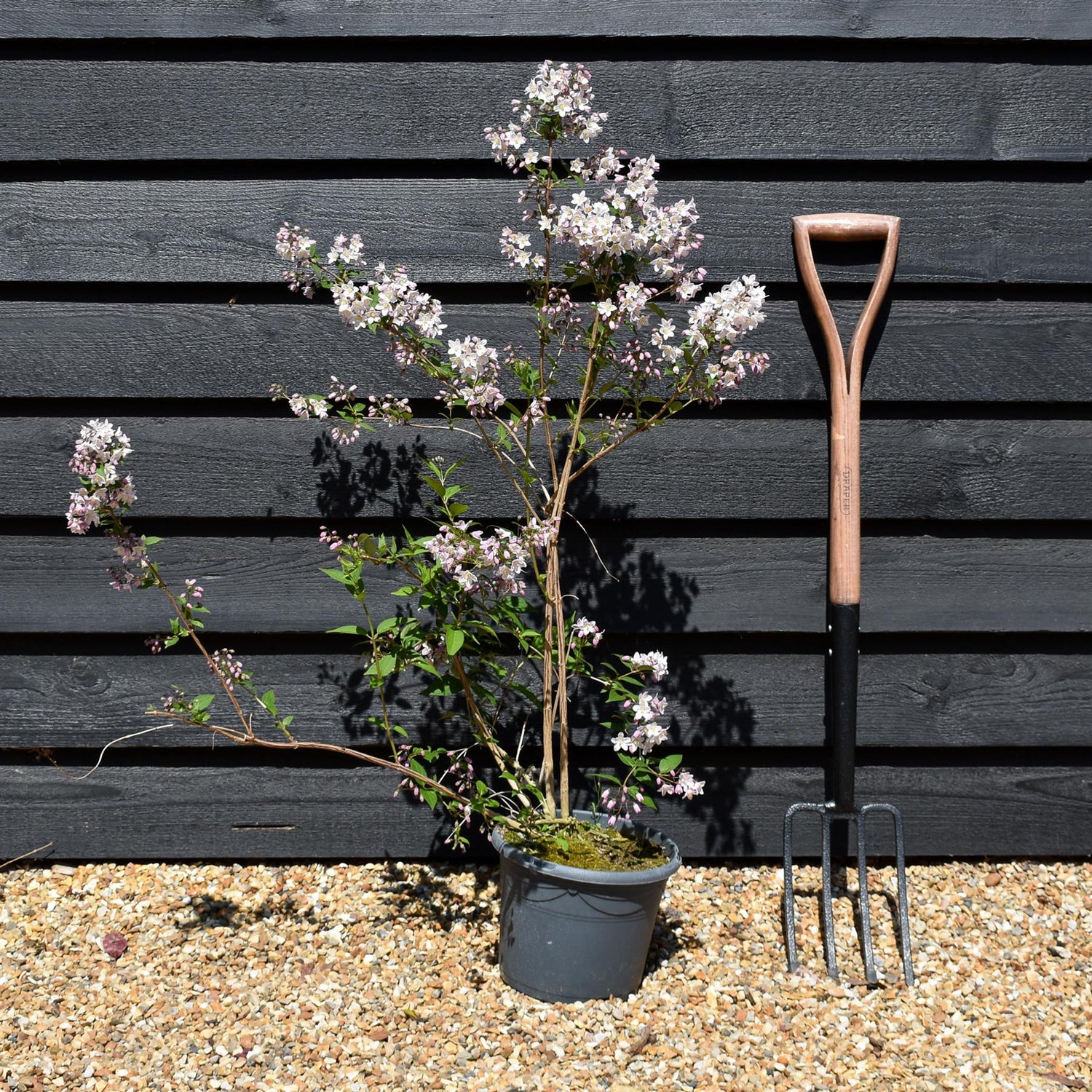 Philadelphus 'Casa Azul' - Shrub - Height 70-90cm -5lt