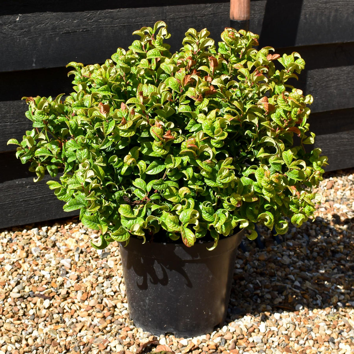 Leucothoe Axillaris 'Curly Red'| Dog Hobble - Height 20-30cm - 5lt