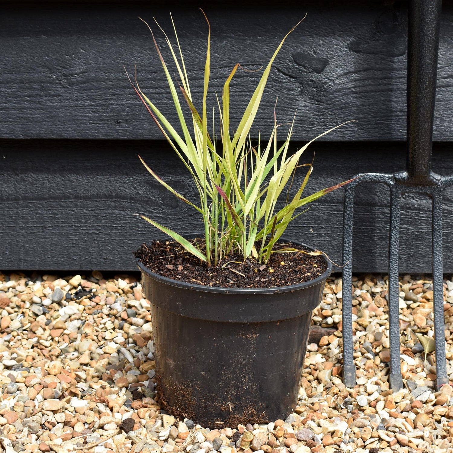 Panicum virgatum 'Shenendoah' - Grass - Perennial -3lt
