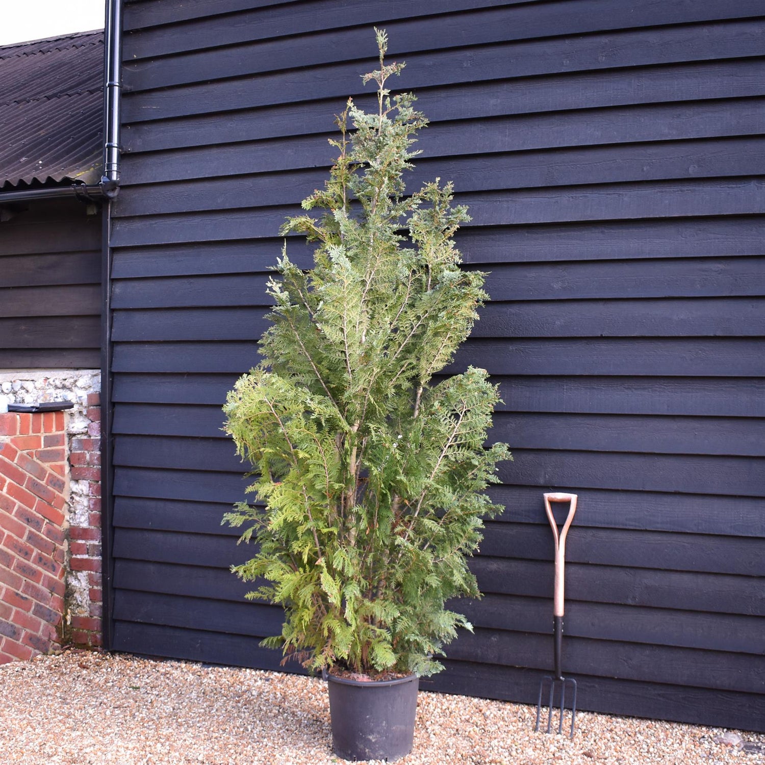 Chamaecyparis lawsoniana 'Columnaris' | False Cypress - Height 220-260cm - 30lt