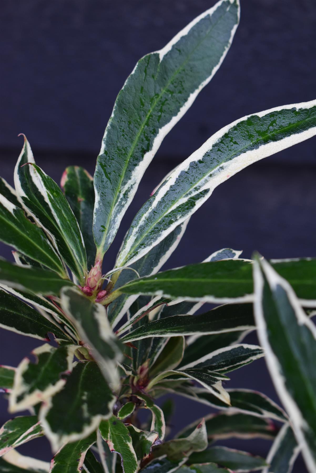Rhododendron ponticum Variegatum - 10lt