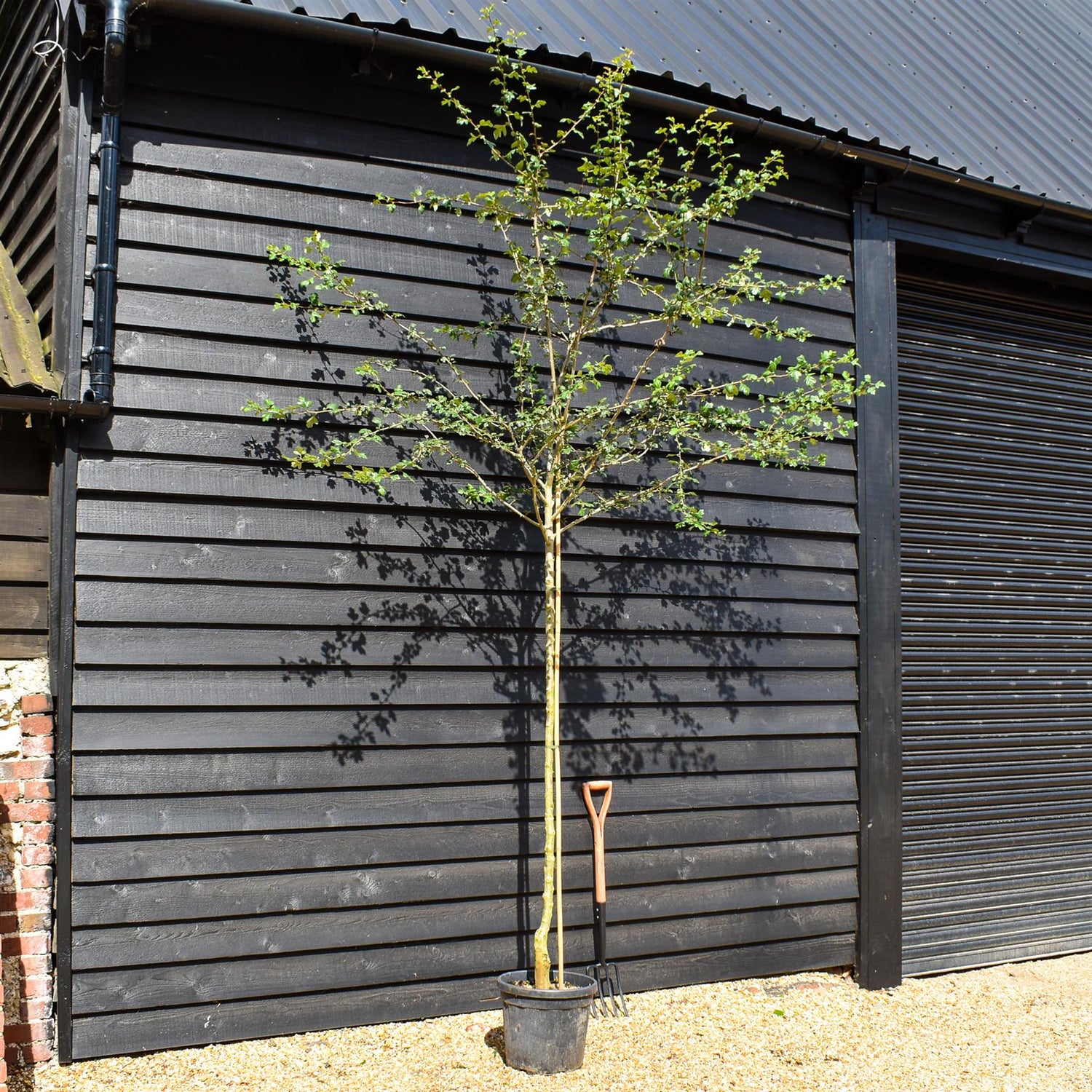 White Flowering Hawthorn Tree | Crataegus Laevigata 'Plena' - Height 200-250cm - Girth 6-8cm - 20lt
